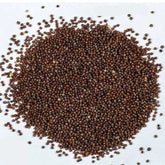 1000 Mix Horizon Petunia Seeds Grandiflora, Multiflora, Milliflora Perennial Flowers Annual Seeds (Flower)